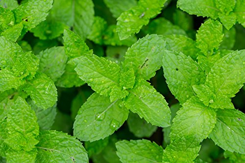 US Organic 100% Pure Peppermint Essential Oil - USDA Certified Organic - 30 ml Pack of 2 - w/Improved caps and droppers (More Size Variations Available)