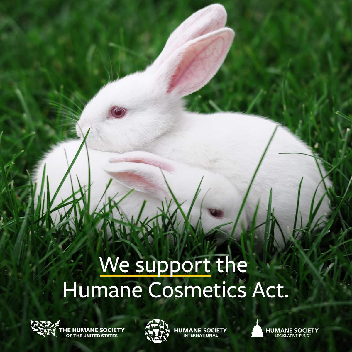 US Organic 100% Pure Sweet Orange Essential Oil - USDA Certified Organic - 10 ml - w/Improved caps and droppers (More Size Variations Available)