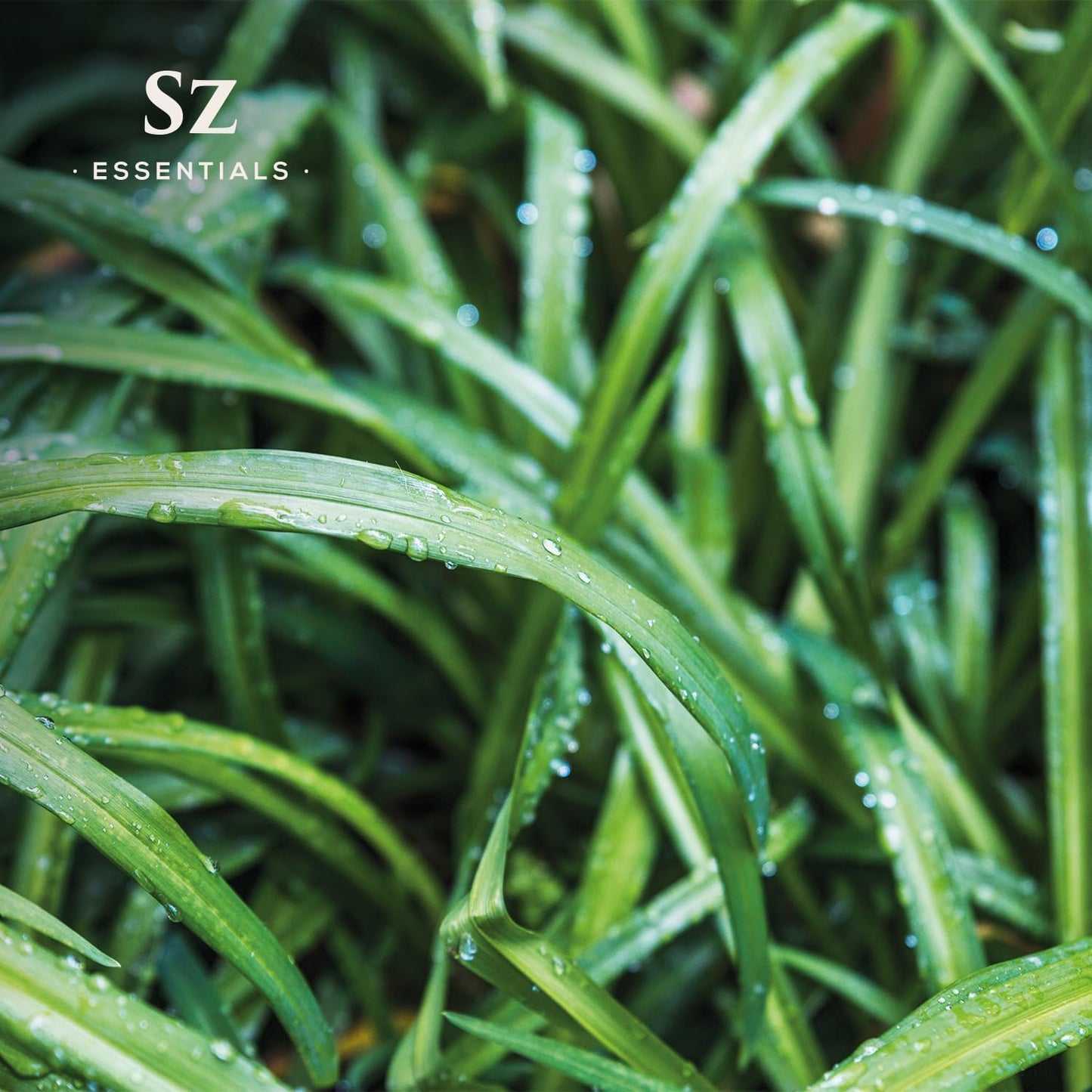 – Ginger Grass Essential Oil – 100% Pure & Undiluted (Cymbopogon martinii VAR. Sofia)– Fresh Citrusy Earthy Aroma – Aromatherapy, Perfumery, Skin Care – Therapeutic Grade - 1/6 oz. 5 mL